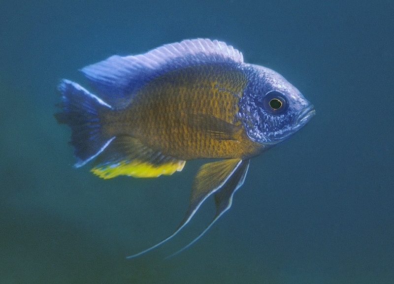 Copadichromis borleyi 'Maison Reef'